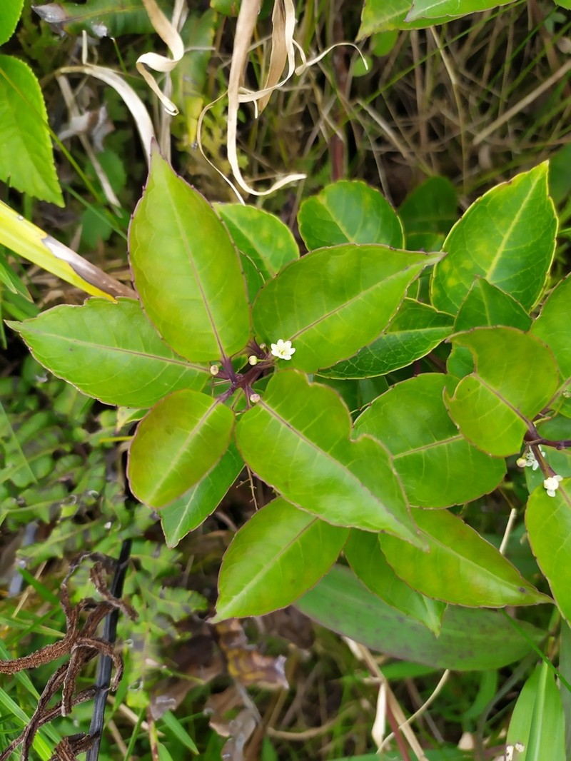 Caribbean Holly