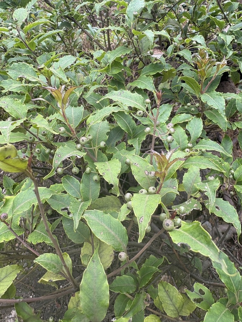 Caribbean Holly photo 2