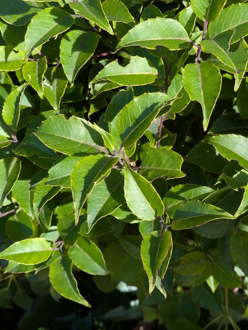 Caribbean Holly photo 3