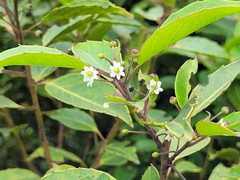 Caribbean Holly photo 4