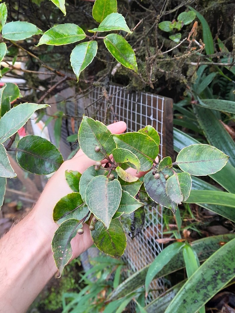 Caribbean Holly photo 5