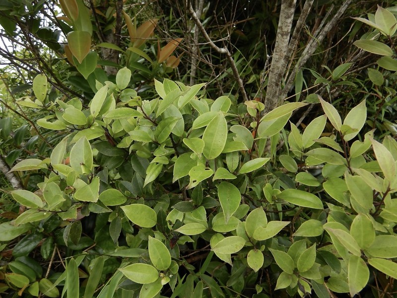 Caribbean Holly photo 6