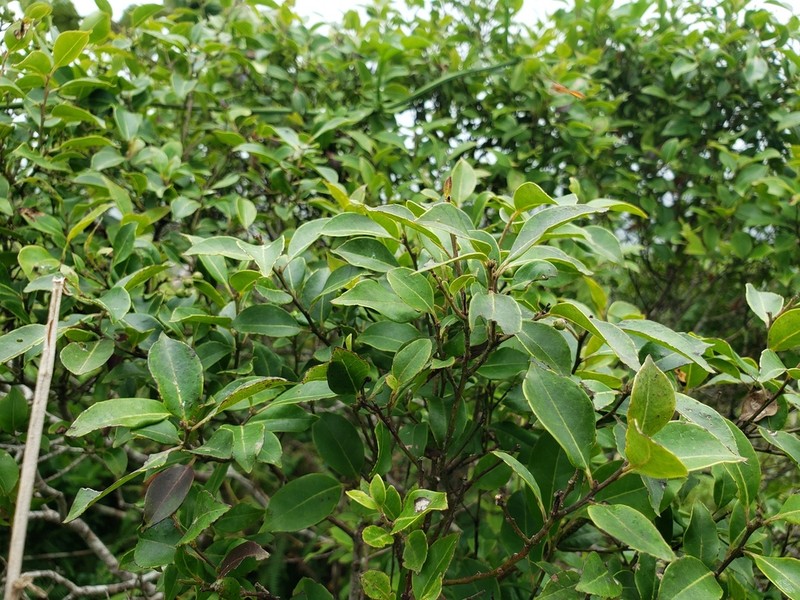 Caribbean Holly photo 7