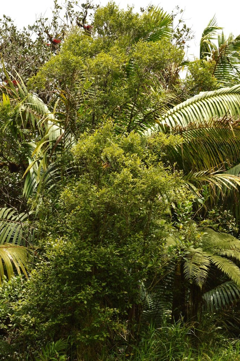 Caribbean Holly photo 8
