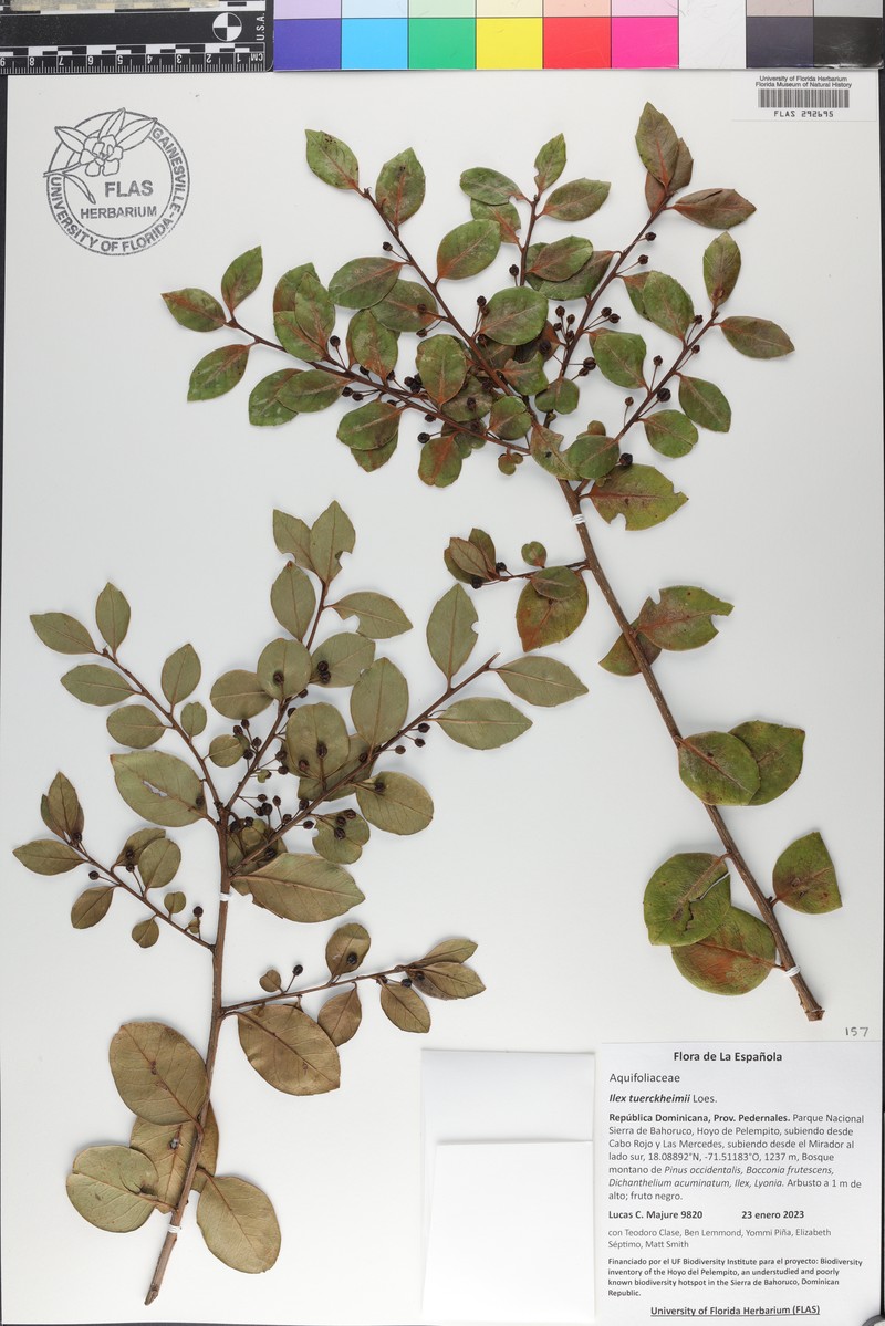 Ilex macfadyenii subsp. macfadyenii