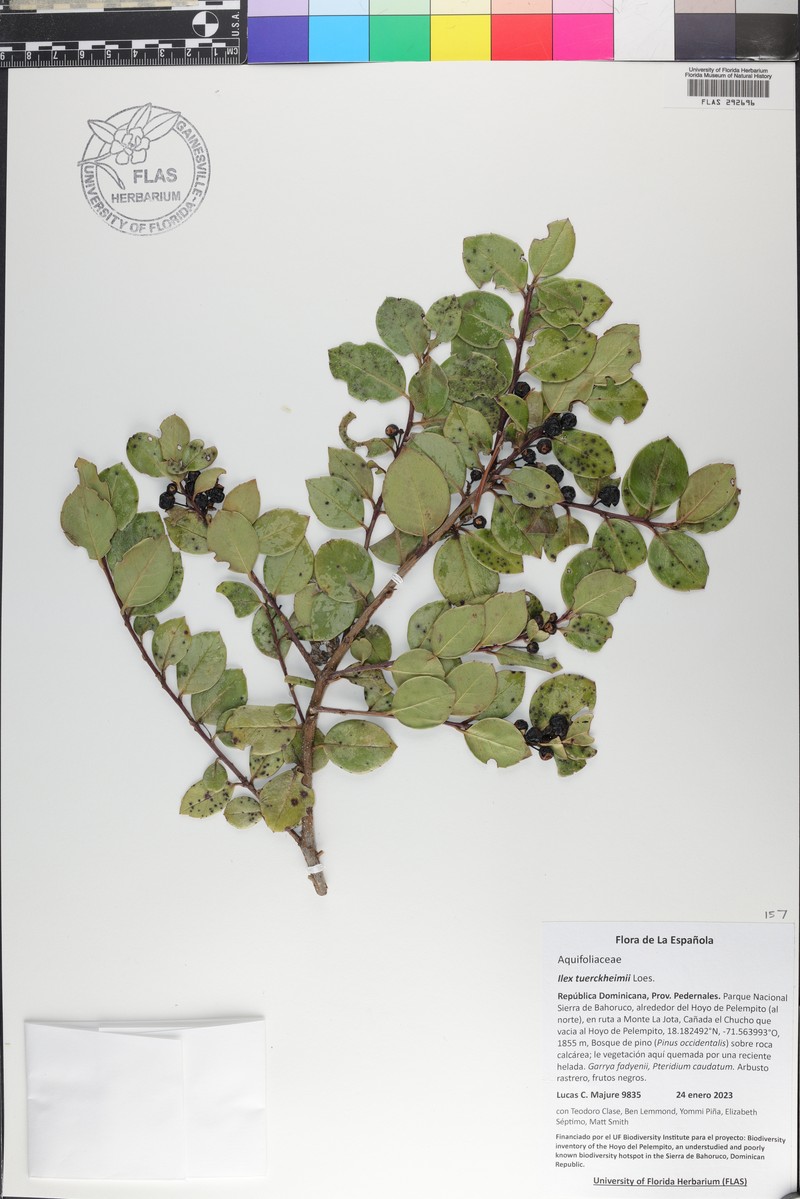 Ilex macfadyenii subsp. macfadyenii photo 2