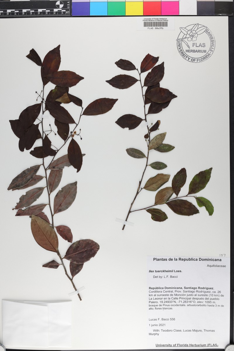 Ilex macfadyenii subsp. macfadyenii photo 3