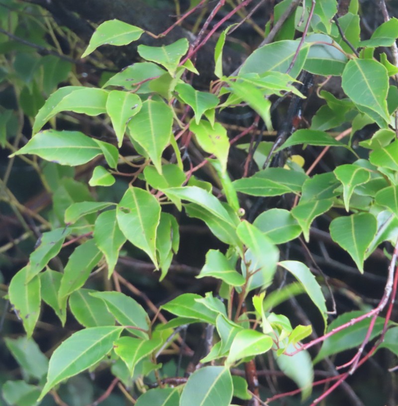 Ilex macfadyenii subsp. ovata