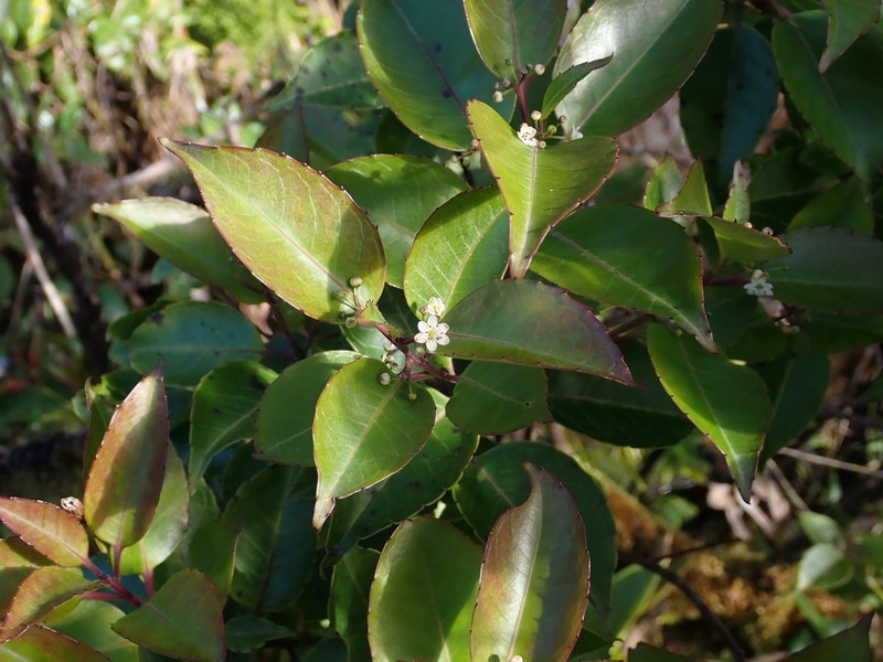 Ilex macfadyenii subsp. ovata photo 3