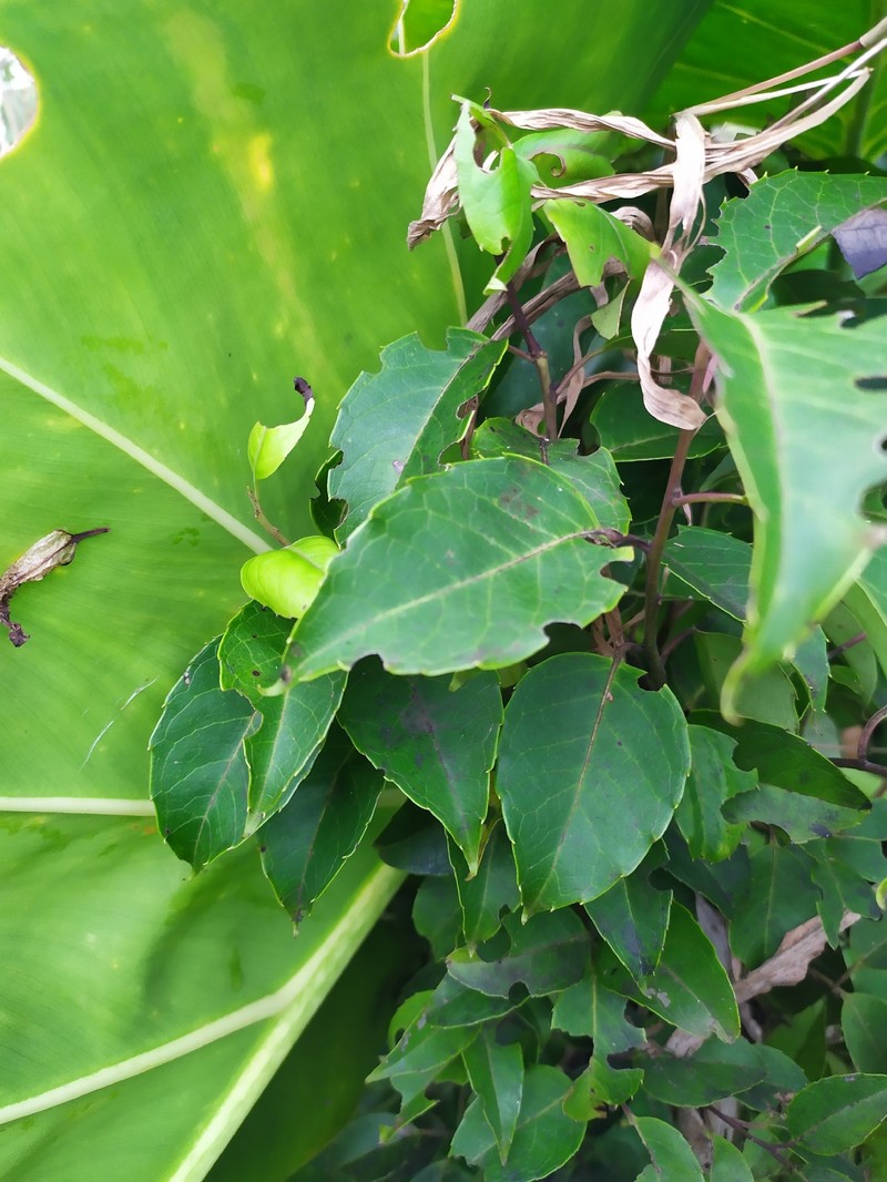Ilex macfadyenii subsp. ovata photo 4