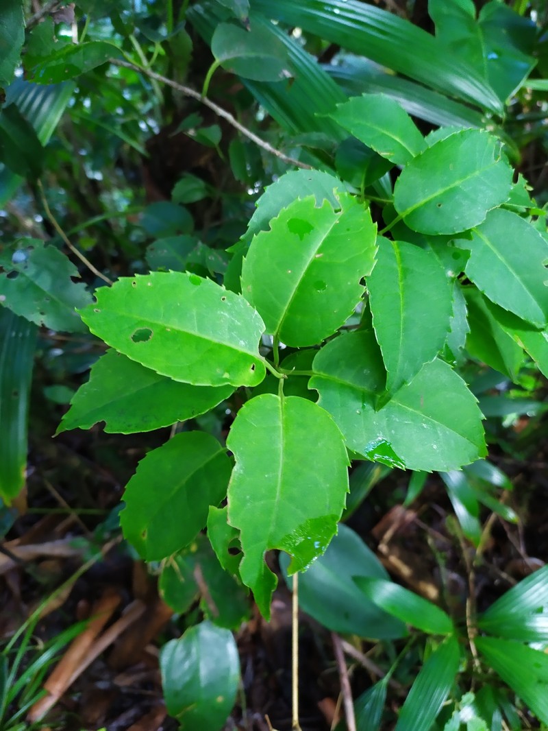 Ilex macfadyenii subsp. ovata photo 5