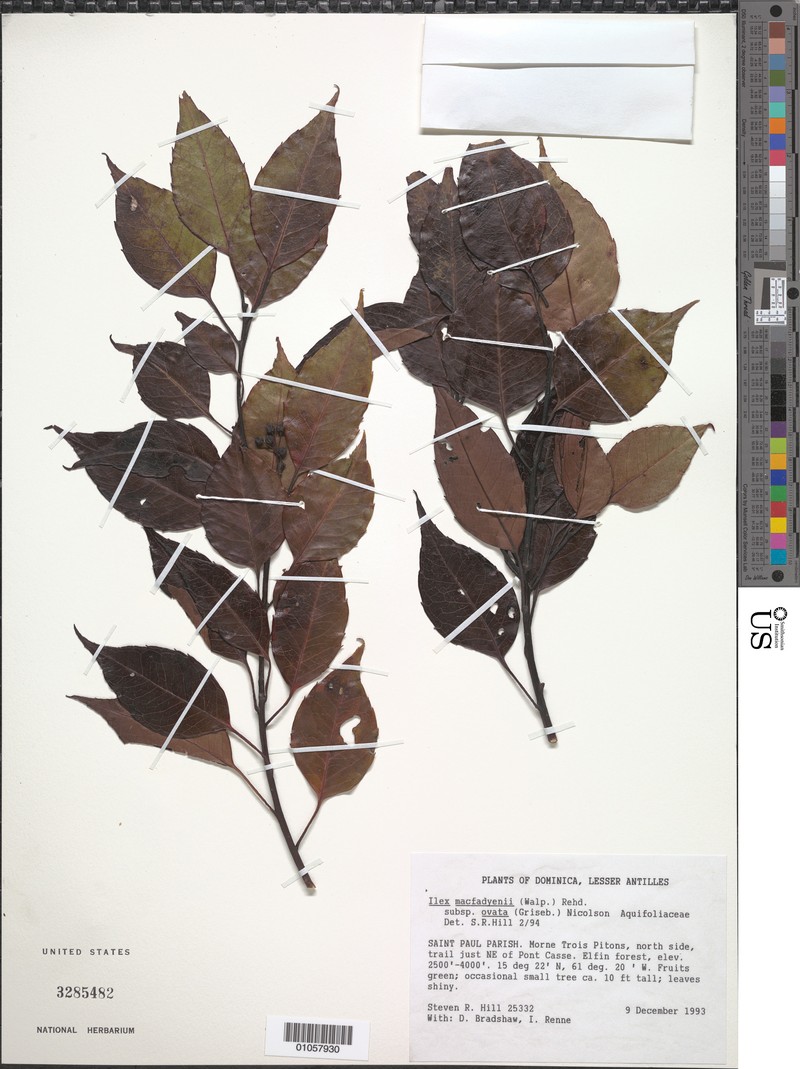 Ilex macfadyenii subsp. ovata photo 7
