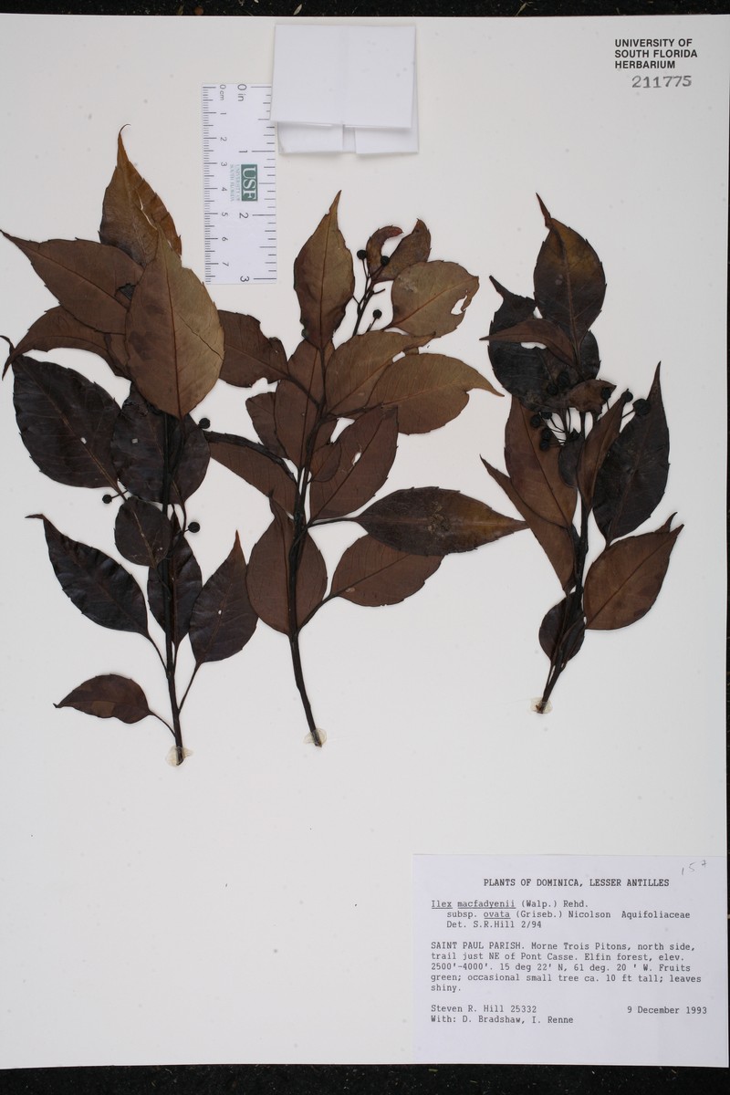Ilex macfadyenii subsp. ovata photo 8