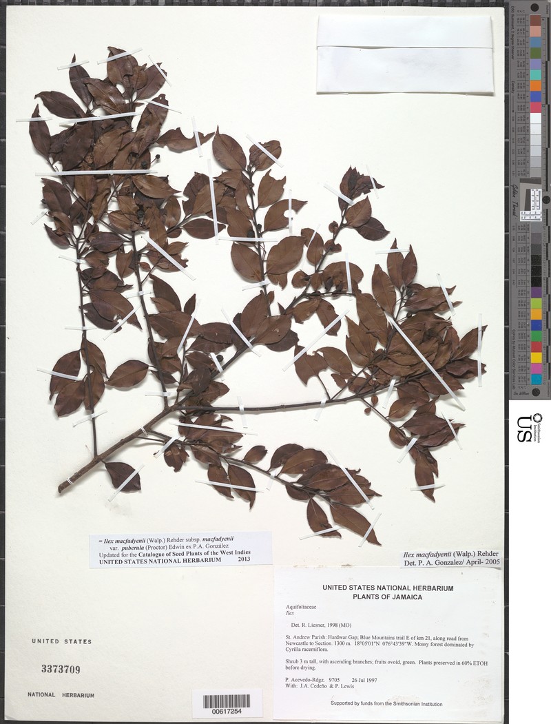 Ilex macfadyenii var. puberula