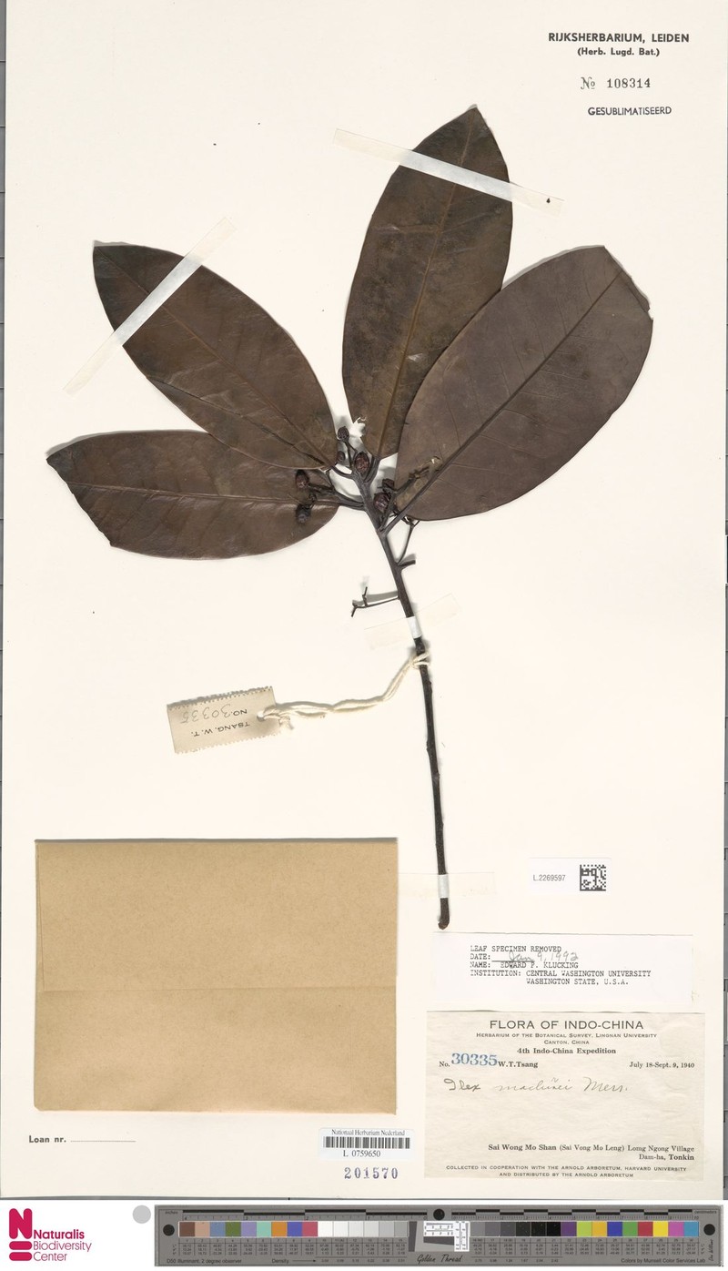 Ilex maclurei