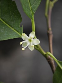 Ilex macrocarpa