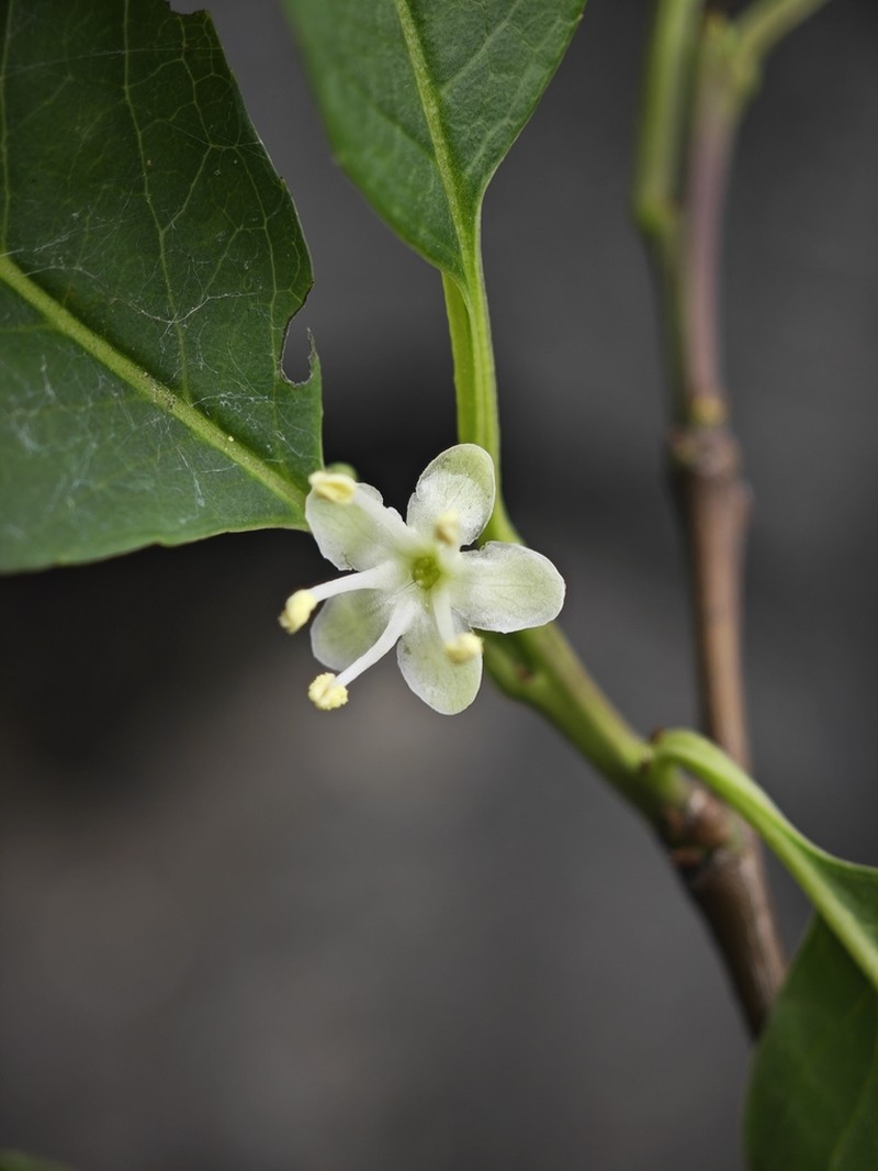 Ilex macrocarpa