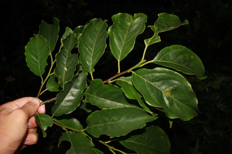 Ilex macrocarpa photo 2
