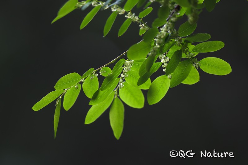 Ilex macrocarpa photo 3