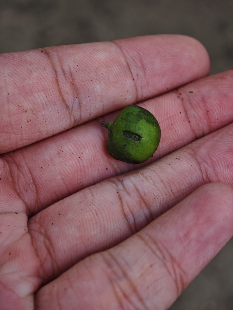 Ilex macrocarpa photo 4