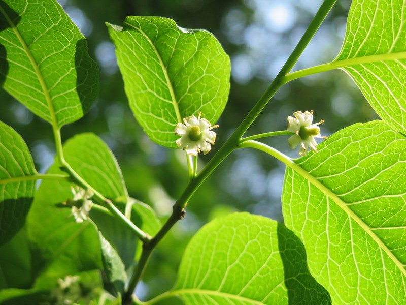 Ilex macrocarpa photo 5