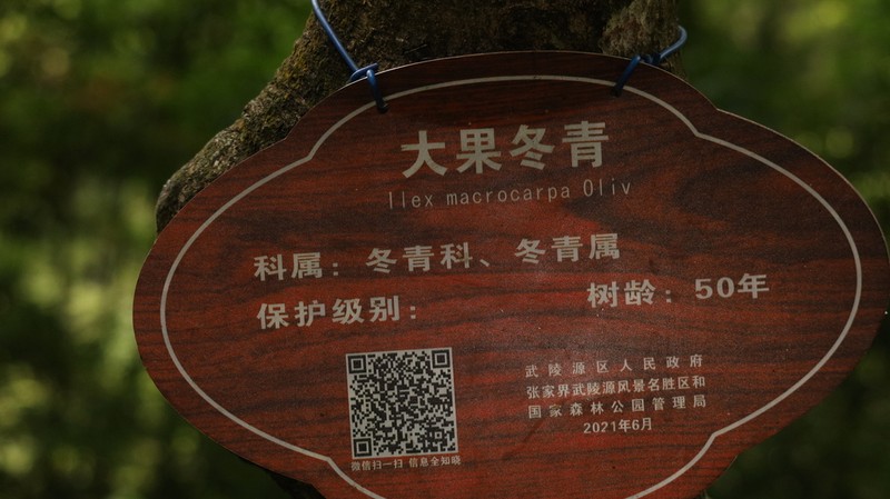 Ilex macrocarpa photo 6