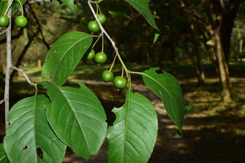 Ilex macrocarpa photo 7