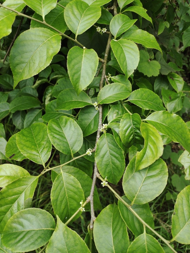 Ilex macrocarpa photo 8