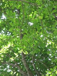 Ilex macropoda