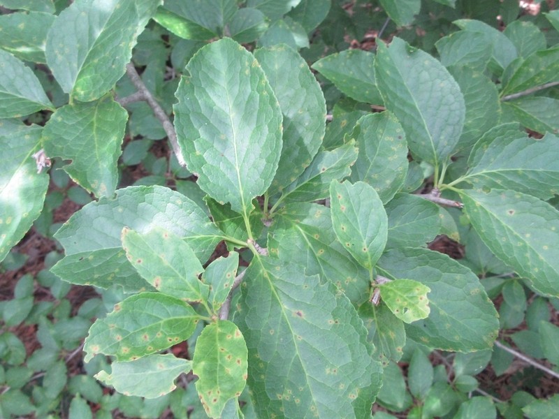 Ilex macropoda photo 2