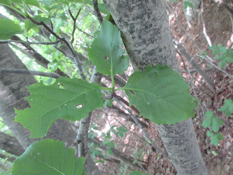 Ilex macropoda photo 3