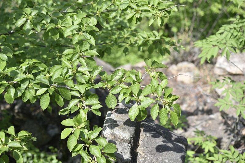Ilex macropoda photo 4