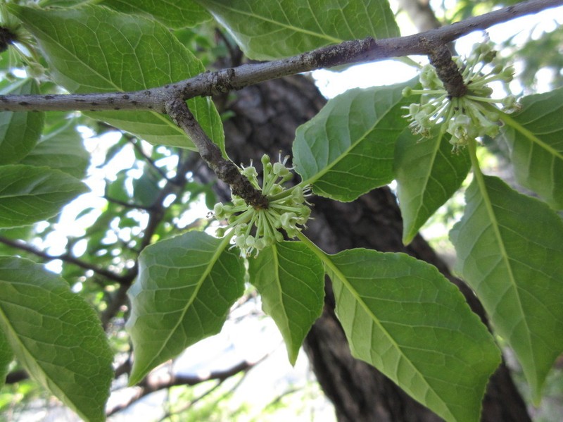Ilex macropoda photo 5