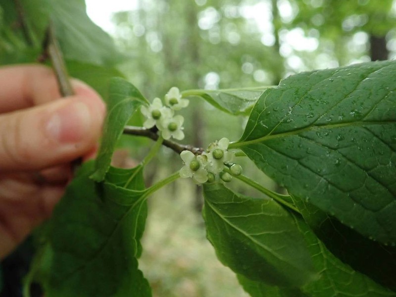 Ilex macropoda photo 7