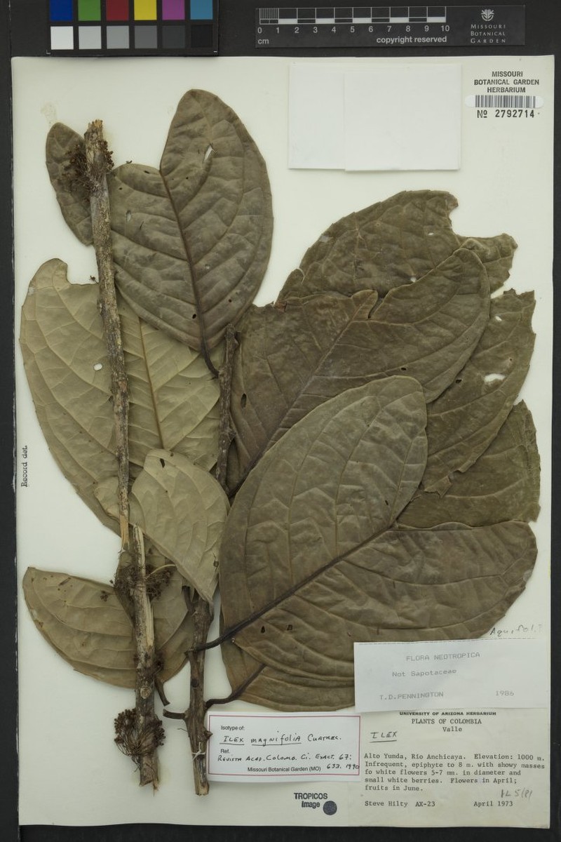 Ilex magnifolia