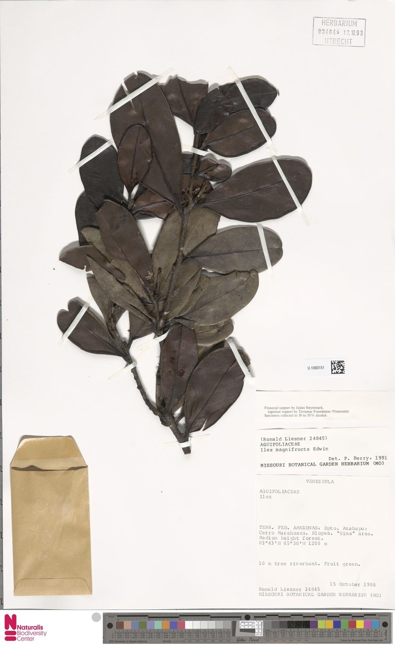 Ilex magnifructa