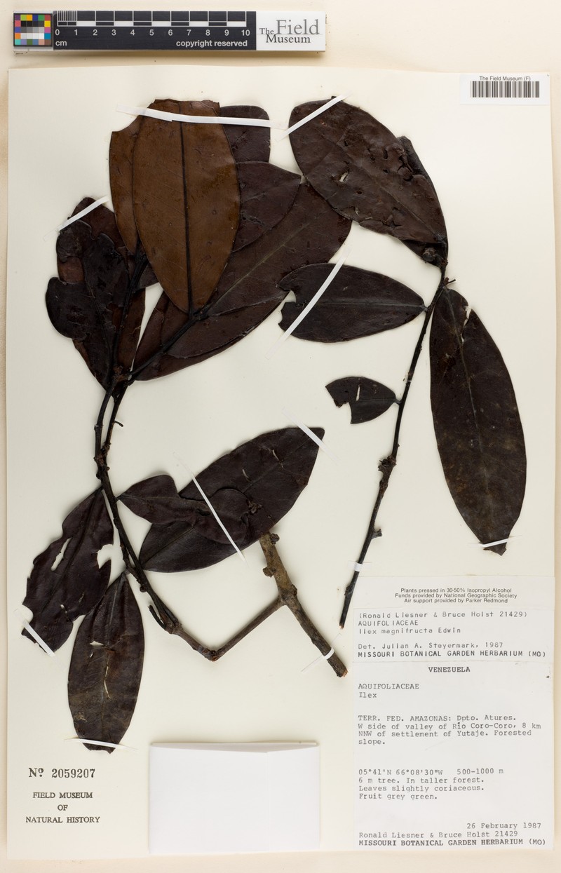 Ilex magnifructa photo 2