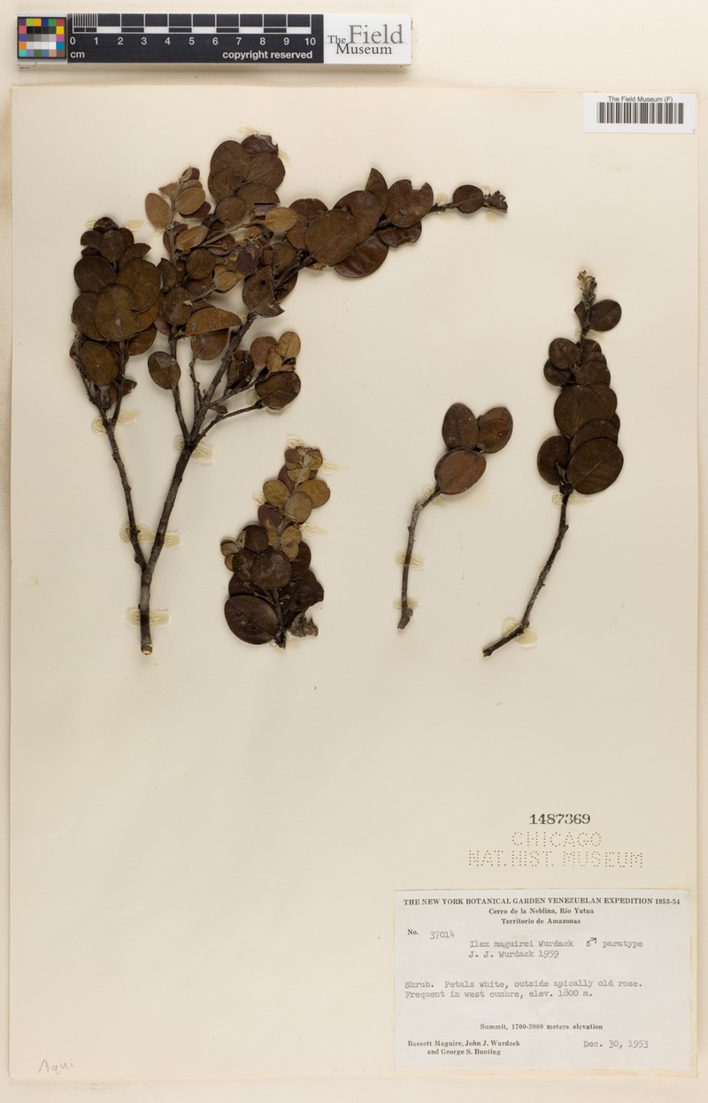 Ilex maguirei