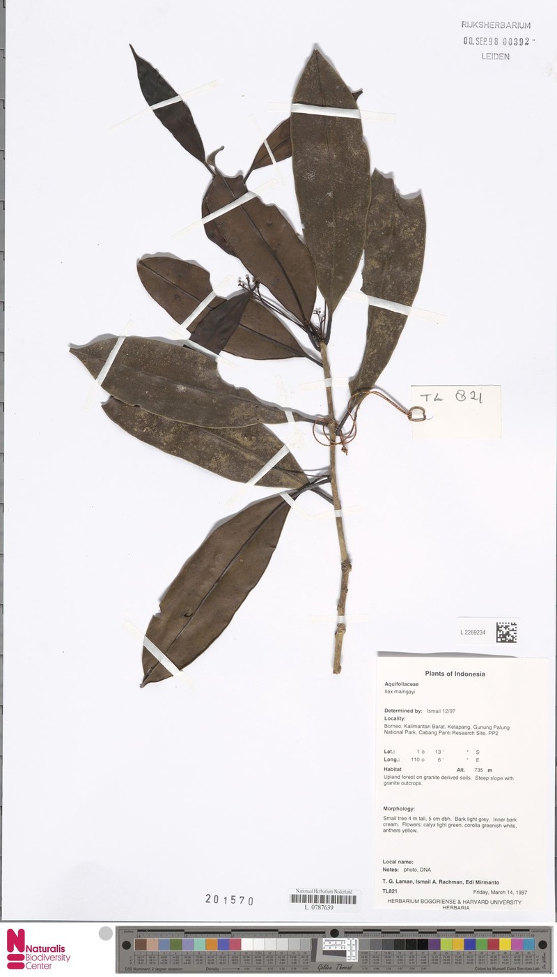 Ilex maingayi