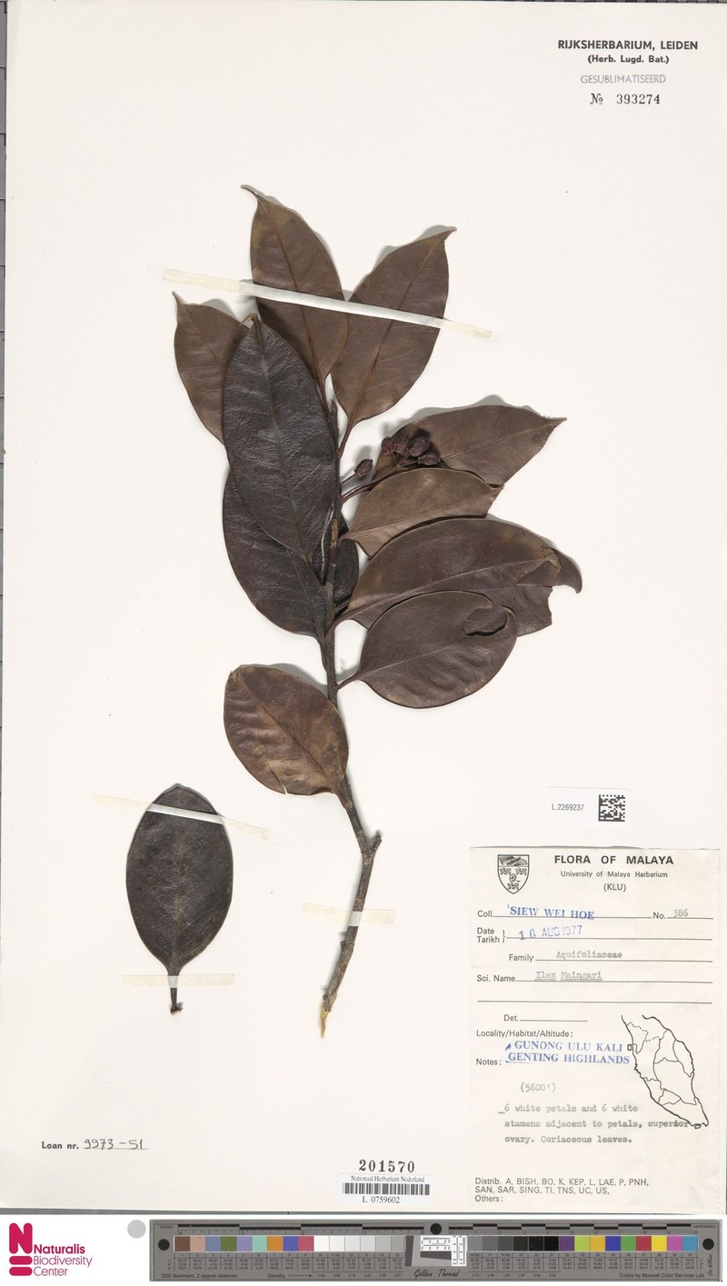 Ilex maingayi photo 2