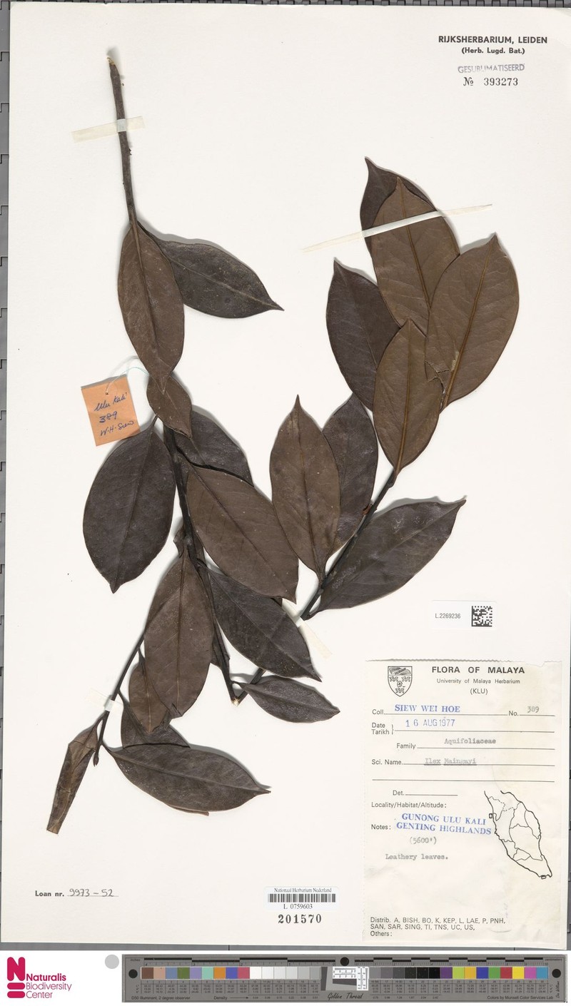 Ilex maingayi photo 3