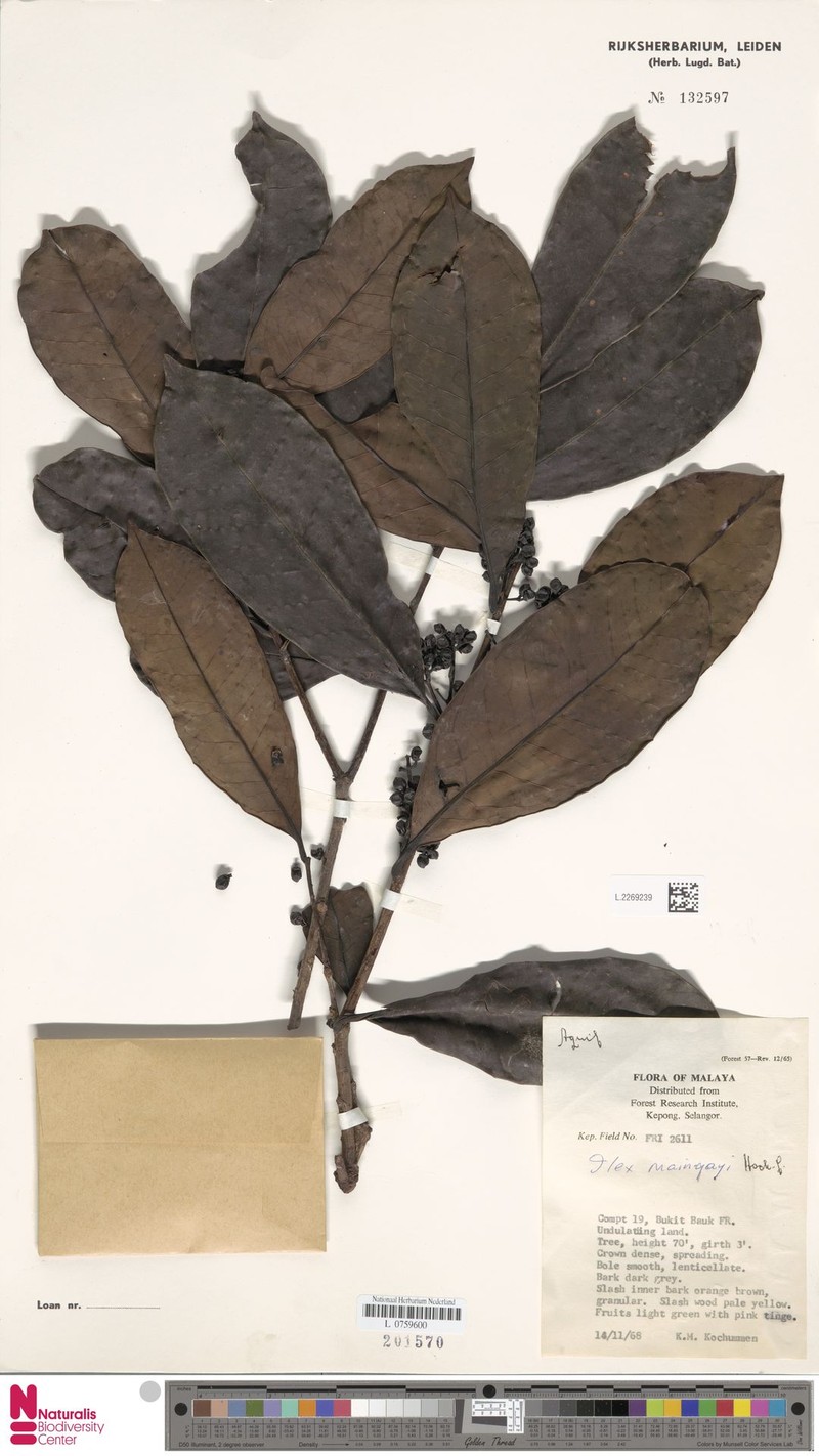 Ilex maingayi photo 4
