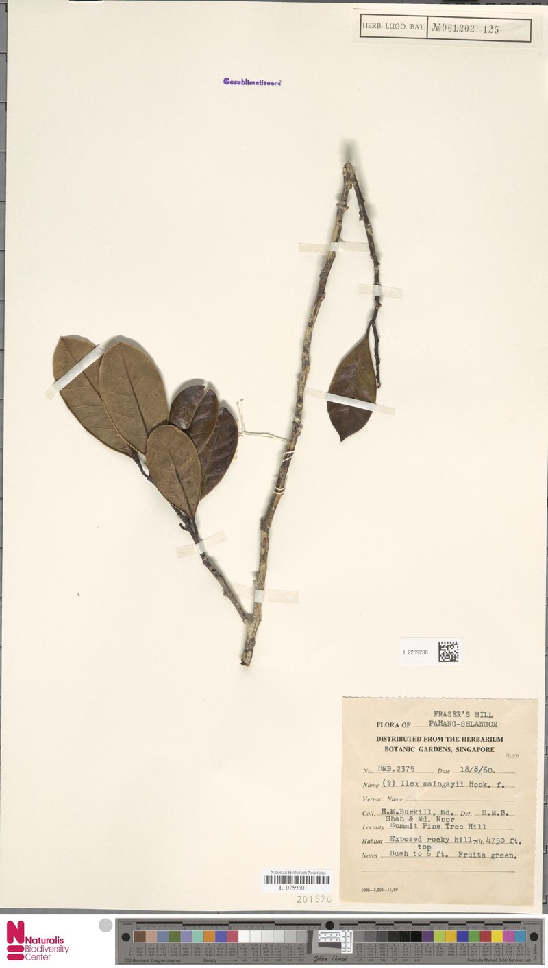 Ilex maingayi photo 5