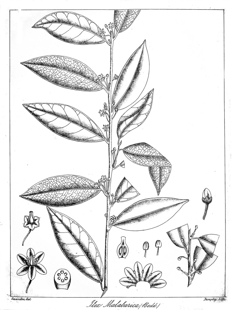 Ilex malabarica