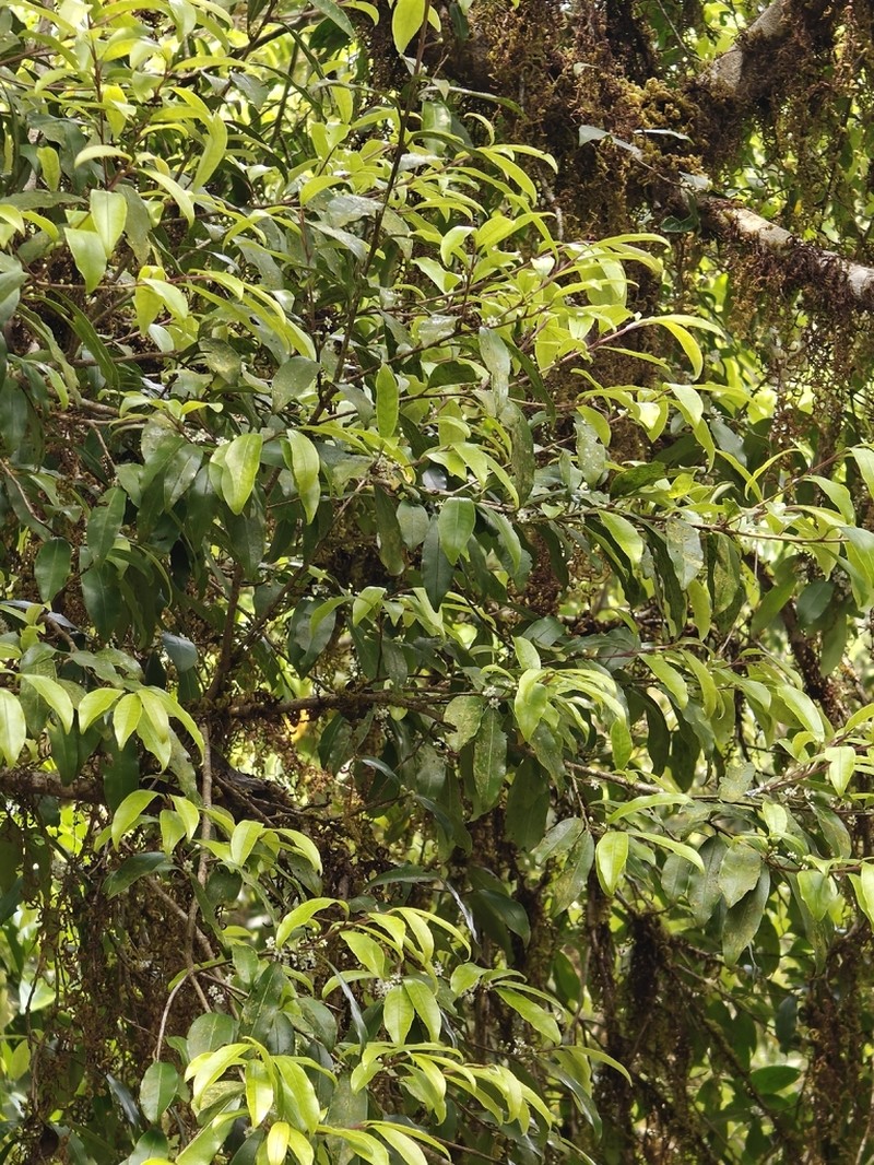 Ilex malabarica photo 2
