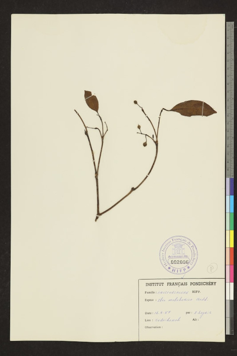 Ilex malabarica photo 3
