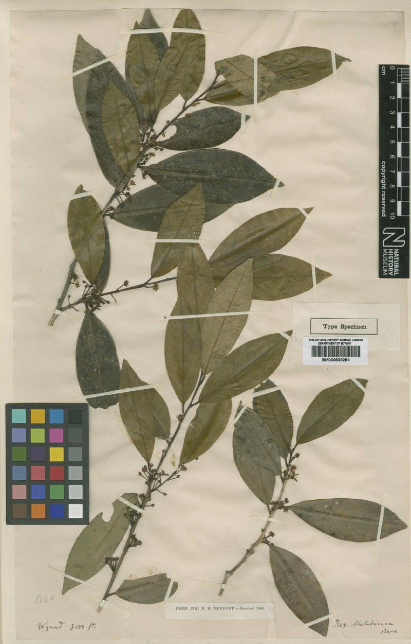 Ilex malabarica photo 4