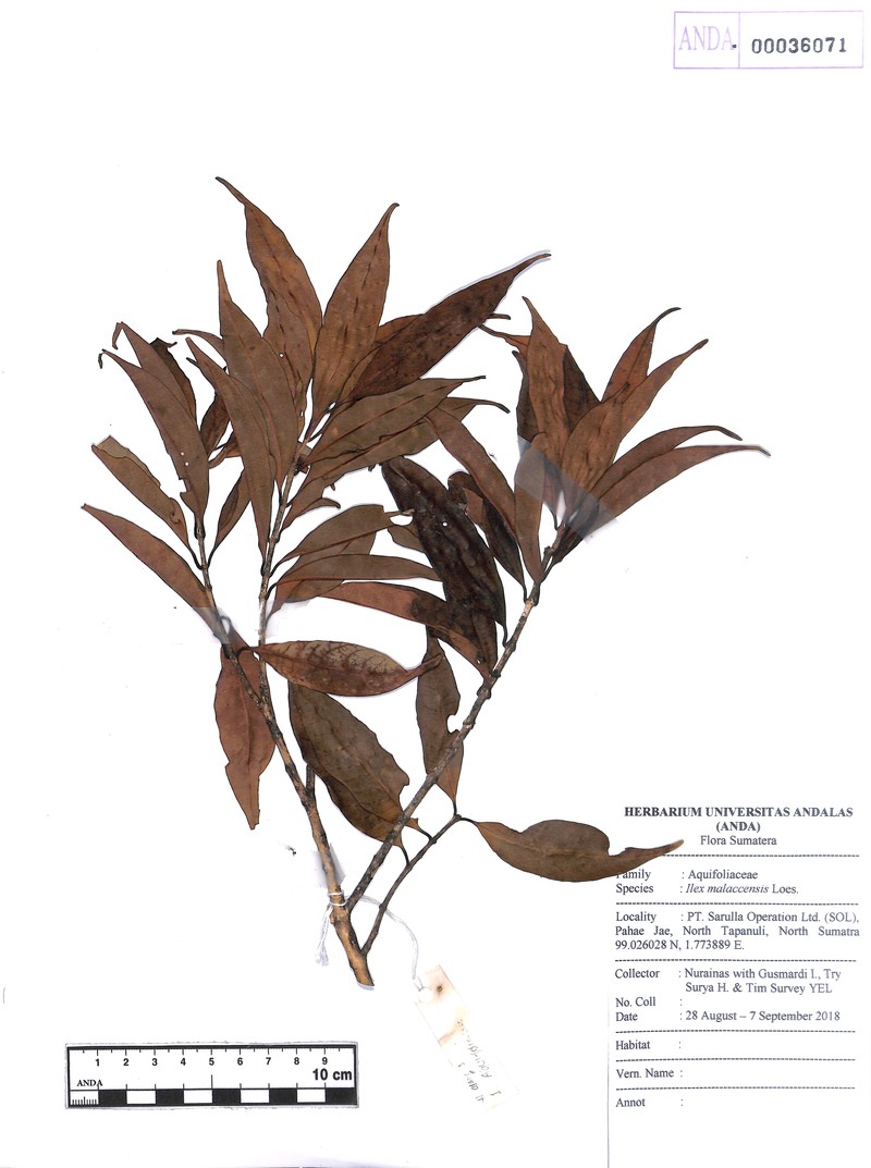 Ilex malaccensis
