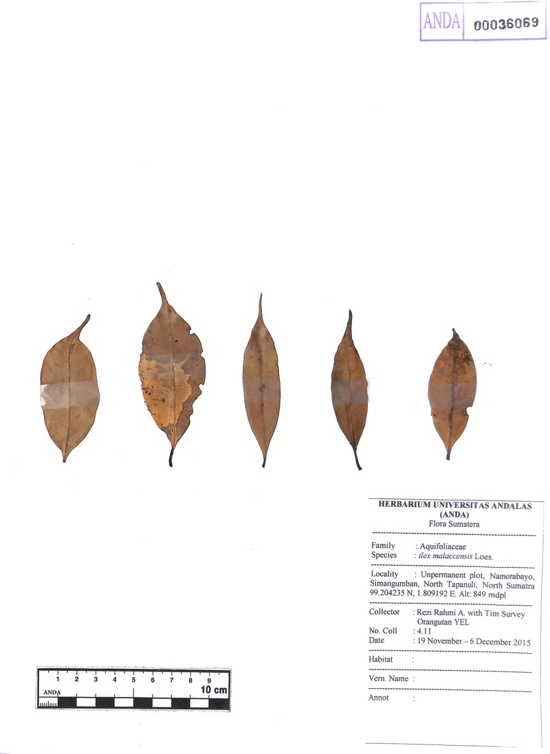 Ilex malaccensis photo 2