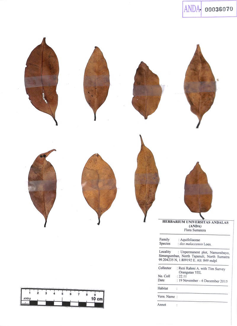 Ilex malaccensis photo 3